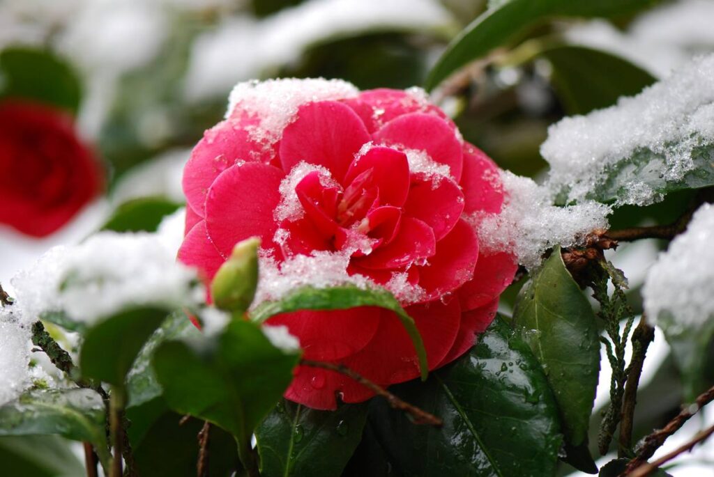 A snowy pink camellia in a winter landscape.