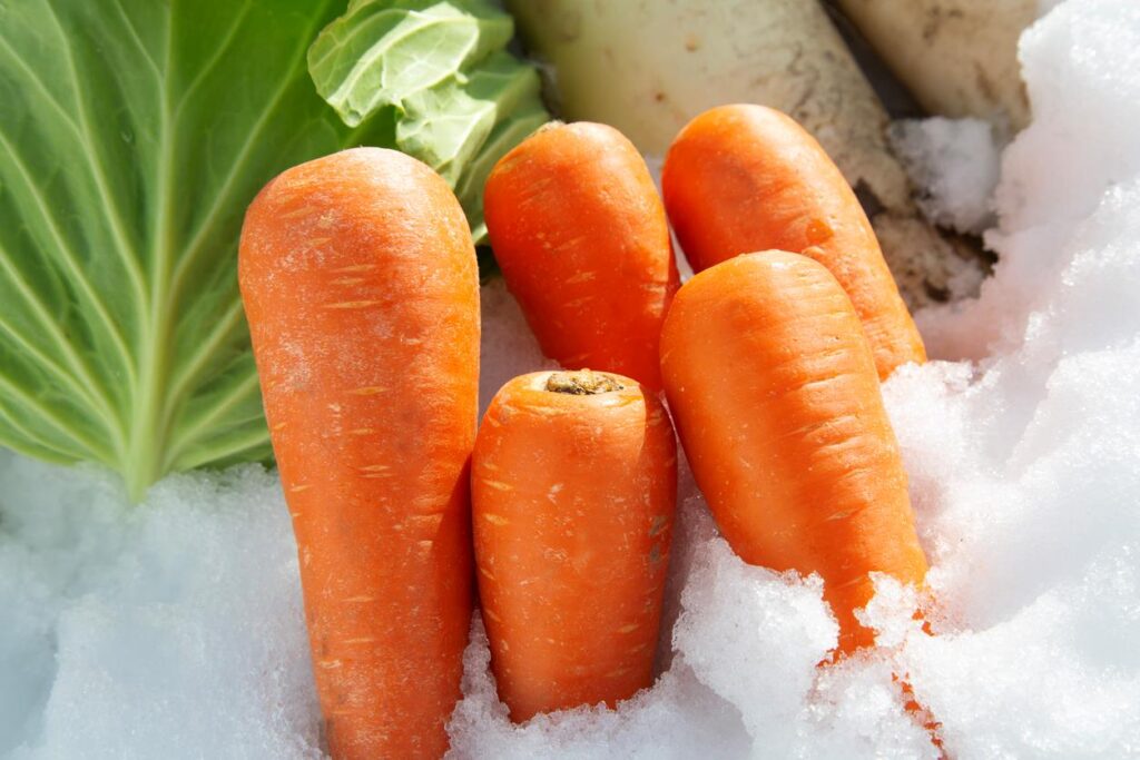 A group of carrots in a pile of snow in a garden.