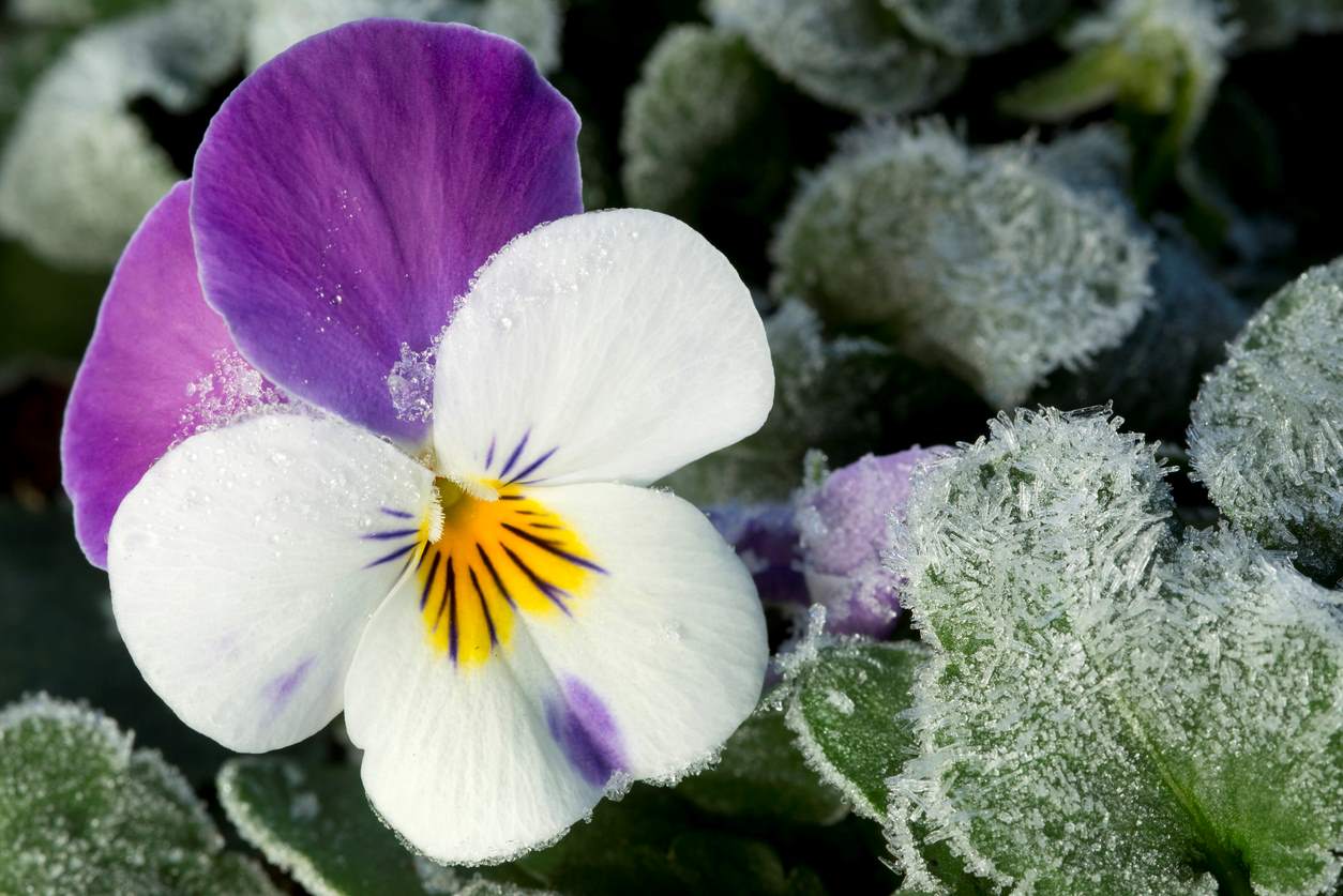 A white and purple pansy in a winter garden.