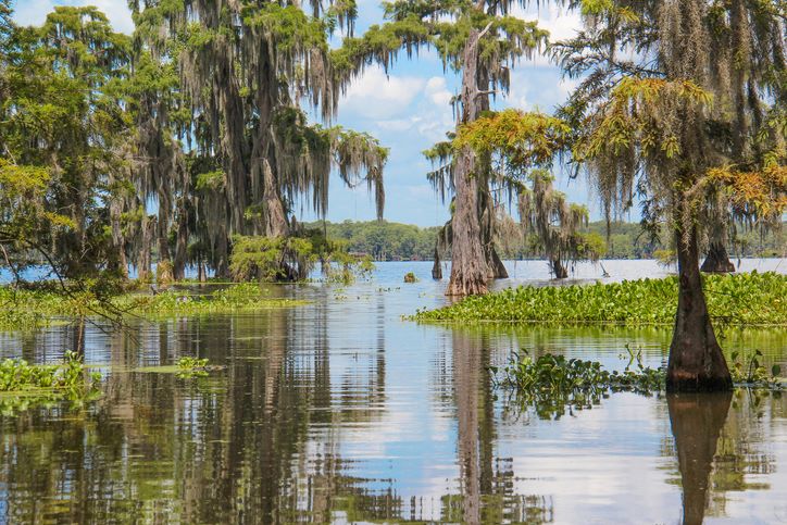 A swamp you can tour in Louisiana’s Cajun Country.