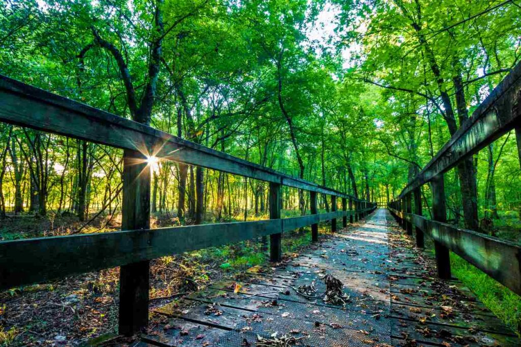 A path along the Natchez Trace Parkway in Tupelo, MS, at sunrise.